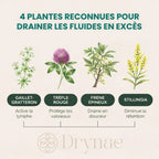 DRAINANT LYMPHATIQUE